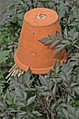 EARWIG TRAP MADE FROM UPTURNED FLOWERPOT AND STRAW