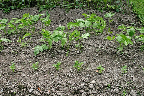 PARSNIPS__ROWS_AT_DIFFERENT_STAGES_OF_GROWTH