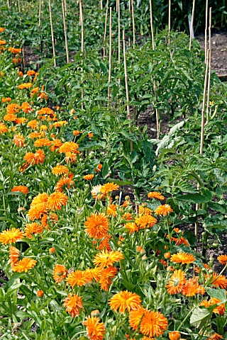 COMPANION_PLANTING__TOMATOES_WITH_MARIGOLDS