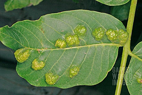 خسارت کنه گال زگیلی برگ گردو روی میوه Eriophyes tristriatus Nalepa