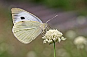LARGE WHITE (PIERIS BRASSICAE) BUTTERFLY AT REST