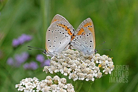 LARGE_COPPER_LYCAENA_DISPAR_BUTTERFLY_MATED_PAIR