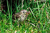 MEADOW PIPIT IN GRASS