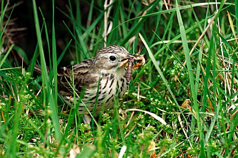 MEADOW_PIPIT_IN_GRASS