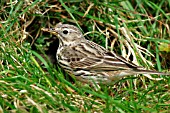MEADOW PIPIT AT NEST