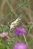 SWALLOWTAIL,  TAKING NECTAR FROM FLOWER