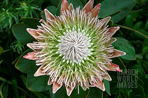 PROTEA_CYNAROIDES__OPENING_FLOWER