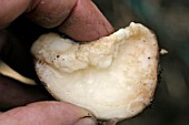 POTATO BLIGHT,  THE TUBERS GO SOFT WHEN ATTACKED BY BLIGHT
