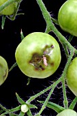 BLOSSOM END ROT ON GREEN TOMATO