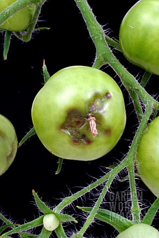 BLOSSOM_END_ROT_ON_GREEN_TOMATO