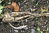 PARSNIP ROOTS FORK IF THE SOIL CONTAINS TOO MUCH MANURE