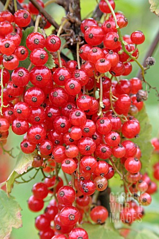 REDCURRANT_RED_LAKE
