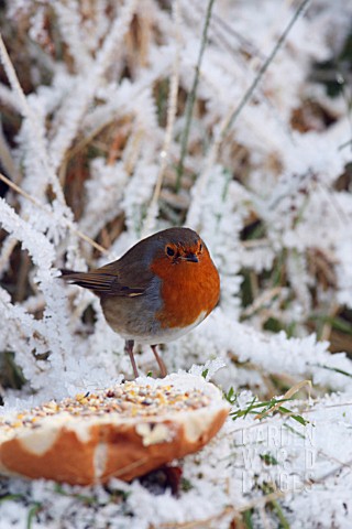 _ROBIN_EATING_BREAD_CRUST_IN_SNOW