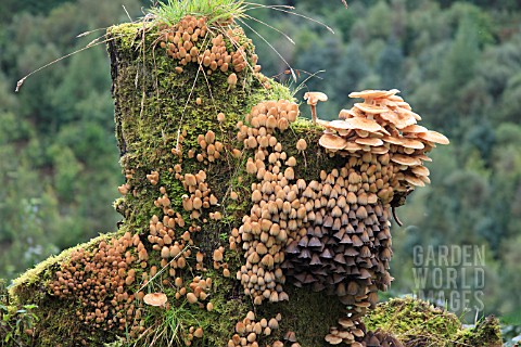 FUNGI_GROWING_ON_DEAD_SYCAMORE_STUMP