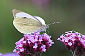 LARGE WHITET BUTTERFLY TAKING NECTAR FROM BUDDLIEA