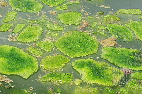BLANKETWEED_COVERING_POND_SURFACE_IN_A_GREEN_SLIME