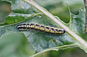 LARGE WHITE BUTTERFLY (Pieris brassicae) CATERPILLAR ON CABBAGE