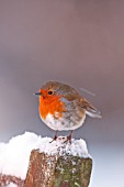 ROBIN PERCHING ON SNOW COVERED POST