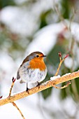 ROBIN PERCHING ON SNOW COVERED BRANCH