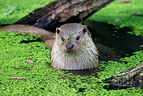 LUTRA_LUTRA__OTTER__IN_WATER__FRONT_VIEW