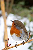 ROBIN  PERCHING ON BRANCH IN SNOW COVERED GARDEN