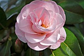 CAMELLIA CHARLES PUDDLE