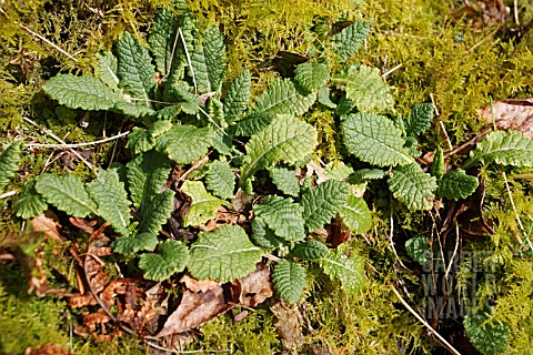 PRIMULA_VULGARIS_PLANTS_GROWING_THROUGH_MOSS_IN_EARLY_SPRING