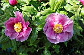 PAEONIA MUSCULA SPP. RUSSII