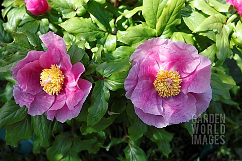 PAEONIA_MUSCULA_SPP_RUSSII
