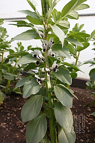 BROAD_BEAN_SUPER_AQUADULSE_PLANT_FLOWERING_IN_POLY_TUNNEL