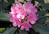 RHODODENDRON ENDSLEIGH PINK