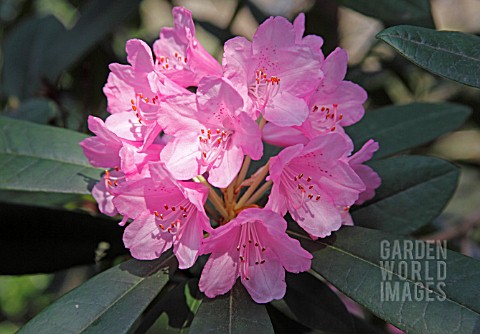 RHODODENDRON_ENDSLEIGH_PINK