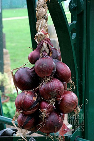 RED_ONION_STORED_AS_ROPE_IN_GREENHOUSE
