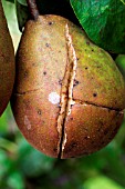 WATER STRESS CRACKS ON PEAR BEURRE HARDY