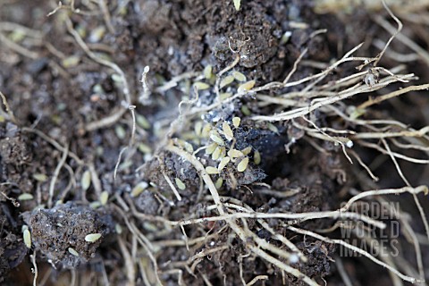 LETTUCE_ROOT_APHID_PEMPHIGUS_BURSARIUS_CLOSE_UP_OF_APHIDS_ON_LETTUCE_ROOTS