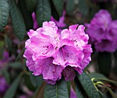 RHODODENDRON SNOWY RIVER