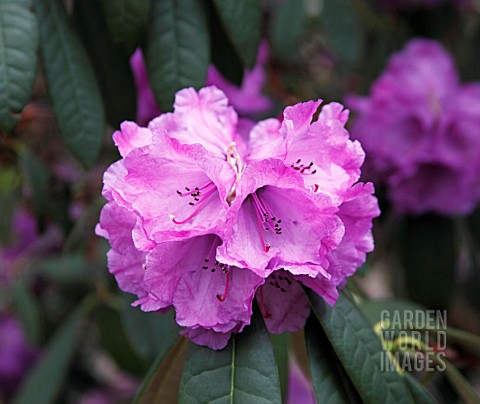 RHODODENDRON_SNOWY_RIVER