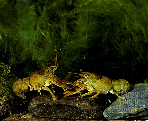 WHITE_CLAWED_CRAWFISH__AUSTROPOTAMOBIUS_PALLIP__FIGHT_FOR_FOOD_AND_TERRITORY