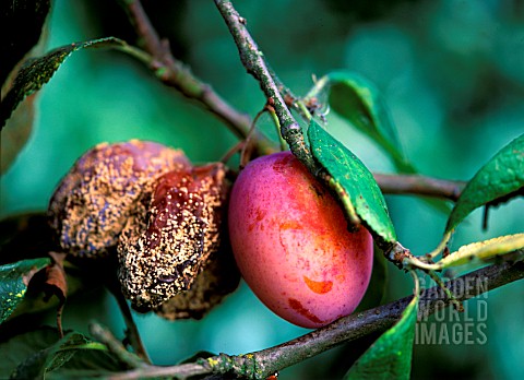 BROWN_ROT_ON_PLUM__SCLEROTINA_FRUCTOSA__VIC_PLUMS_WITH_BROWN_ROT