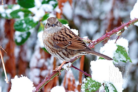 HEDGE_SPARROW_ON_SNOW_COVERED_BRANCH