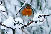 ROBIN ON SNOW COVERED BRANCH