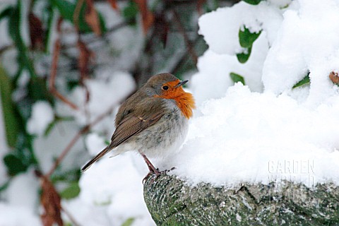 ROBIN_ON_SNOW_COVERED_BIRD_BATH