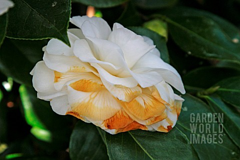 Camellia Frost Damage