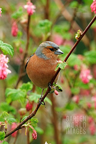CHAFFINCH_MALE_ON_FLOWERING_CURRANT