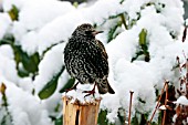 STARLING ON STUMP IN SNOW