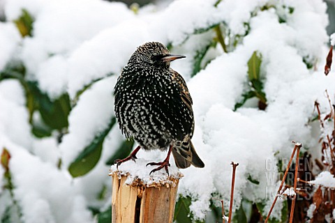STARLING_ON_STUMP_IN_SNOW