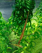 WATER STICK INSECT ADULT,  RANATRA LINEARIS,  FRONT VIEW WITH STICKLEBACK