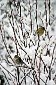 SISKINS IN SNOW COVERED TREE
