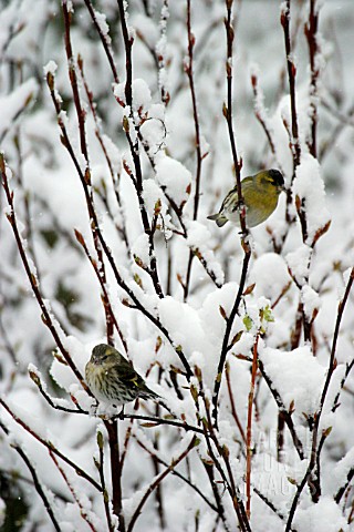 SISKINS_IN_SNOW_COVERED_TREE