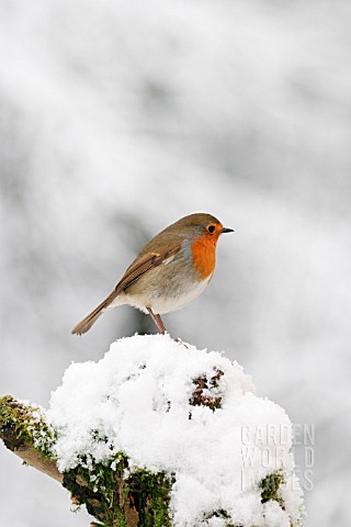 ROBIN_ON_SNOW_COVERED_BRANCH